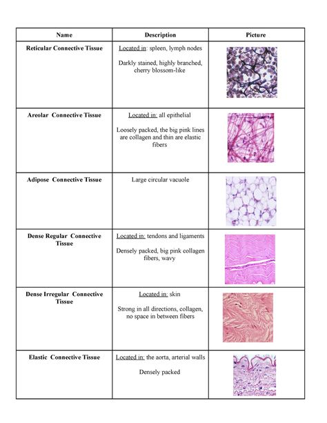 Connective Tissue Chart - Name Description Picture Reticular Connective Tissue Located in: spleen, - Studocu Areolar Connective Tissue, Types Of Connective Tissue, Physiology Study, Med Notes, Nurse Study, Basic Anatomy, Med Vet, Medical Lab, Basic Anatomy And Physiology