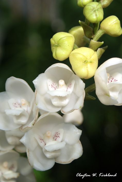 Panama / Panamá: dove orchid, pigeon orchid, Holy Ghost orchid / orquídea o flor del Espíritu Santo (Peristeria elata) Dove Orchid, Panama Culture, Ghost Orchid, Orchid Varieties, Atlanta Botanical Garden, Exotic Orchids, Tiny Plants, Unusual Flowers, Botanical Beauty