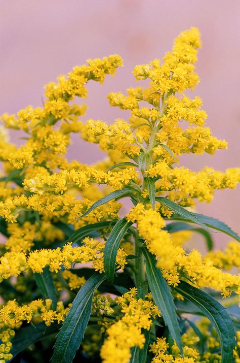 goldenrod-flowers-c53e25a7 Deer Resistant Shade Plants, Architectural Plants, Flower Identification, Yellow Plants, Deer Resistant Plants, Tattoo Cover, How To Attract Birds, Pollinator Garden, Blooming Plants