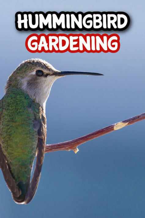 How To Create A Hummingbird Friendly Garden

https://dianfarmer.com/hummingbird-gardening/ Hummingbird Habitat, Insect Eggs, Cardinal Flower, Pineapple Sage, Vegetable Garden For Beginners, Homestead Gardens, Natural Fertilizer, Hummingbird Garden, Financial Peace