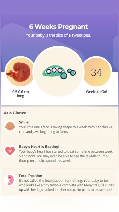 Baby At 6 Weeks In Womb, Pregnancy Week 6, 6 Week Baby, Baby Development In Womb, Baby Development Chart, Stages Of Baby Development, 6 Weeks Pregnant, Baby Development Milestones, Baby Development Activities