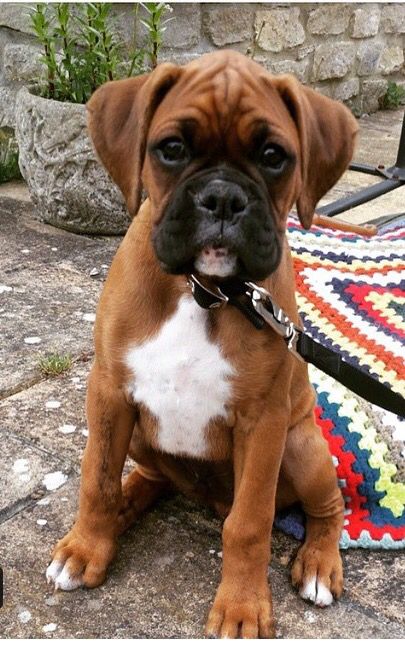 Boxer Dog Pictures, Cute Boxer Puppies, Boxer Dog Puppy, Boxer Breed, Boxer And Baby, Cute Boxers, Dog White, Boxer (dog), Boxer Puppy