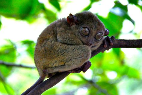 Like Gizmo from the Gremlins: the Philippine Tarsier. Bohol, Philippines 2013 © Sabrina Iovino Frans Lanting, Interesting Animals, Wild Creatures, Primates, Animal Wallpaper, Animal Planet, Wildlife Photography, Beautiful Creatures, Animal Kingdom