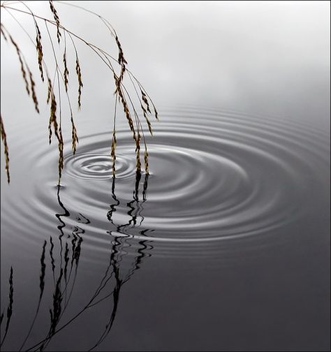 Image Zen, Foto Macro, Water Ripples, Beautiful Photography, White Photography, Beautiful World, Mother Nature, Lake House, Photography Inspiration