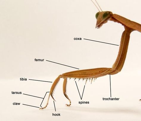 Mantisusses Mantis Anatomy, Cob Web, Insect Anatomy, Basic Anatomy And Physiology, Cool Bugs, Proof Of Concept, Praying Mantis, Arachnids, Bugs And Insects