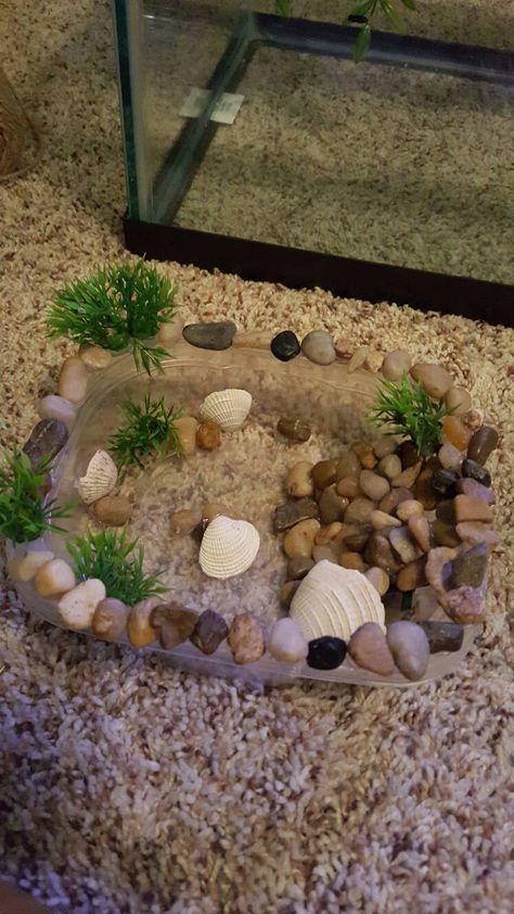 Crab Tank Ideas, Hermit Crab Tank Ideas, 55 Gallon Tank, Hermit Crab Habitat, Crab Tank, Hermit Crab Tank, Small Heater, Russian Tortoise, Above Ground Pools