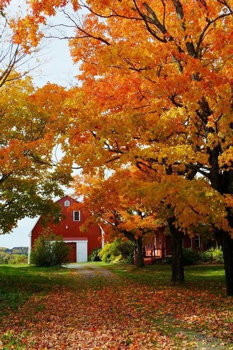 Fall in Maine Maine During Fall, Autumn In Maine, Manifestation Lifestyle, Fall Leaves Images, Fall In Maine, 2023 Goodbye, Goodbye August, Fall Textures, Autumn Gardening