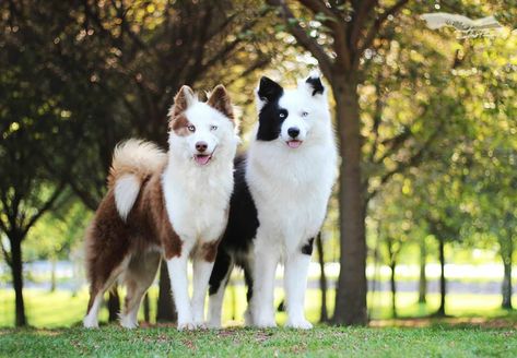 Yakutian Laika Puppy, Yakutian Laika Dogs, Yakutian Laika, Laika Dog, Service Dogs Breeds, Unique Dog Breeds, Every Dog Breed, Rare Dog Breeds, Akc Breeds