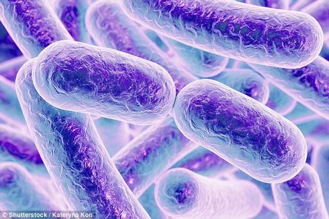 #DailyMailUK ..... "A team of researchers has discovered a bacteria 'superbug' at the bottom of a 1,000 feet (300m) deep cave that is resistant to 70 per cent of modern antibiotics. Pictured is an illustration of E.coli, a common bacteria which can also become resistant to antibiotics.".....  http://www.dailymail.co.uk/sciencetech/article-4024388/Super-tough-bacteria-hidden-cave-FOUR-MILLION-years-resistant-resort-antibiotics.html Human Body, Microbiology, C Diff, Gut Microbiota, Natural Antibiotics, Bacterial Infection, Types Of Cancers, The Resistance, Probiotics