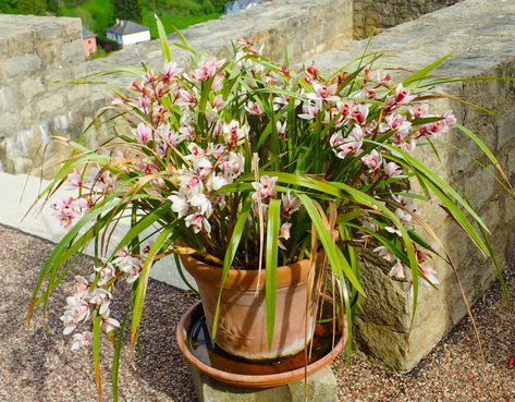 Boat Orchid, Orchid Cymbidium, Cymbidium Orchids Care, Diy Orchids, Orchids Care, Oncidium Orchids, Orchid Plant Care, Orchid House, Outdoors Indoors