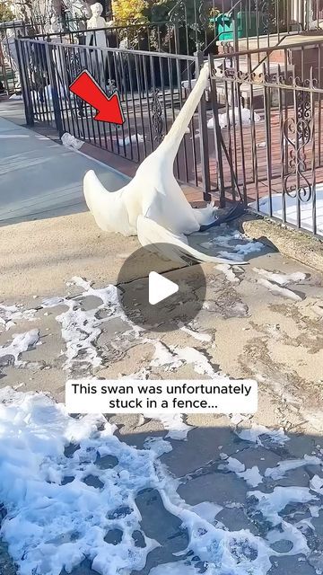 Animal Lovers on Instagram: "This kind man rescued a swan stuck in a fence   We created this story with the intention of sharing heart warming messages about the bond between humans and animals.  Our goal is to provide viewers an uplifting and memorable viewing experience.  We sincerely thank and credit  🎥 @toto.gabor  If the owner of the content wants it to be remove, please message us directly. Thank you❤️  #animallove #animalrescue #animalsofinstagram #animallovers #animalover #animals #animalworld #animalplanet #rescue #rescueanimals #rescuesofinstagram #swan #swansofinstagram" Animals And Humans Love, People Saving Animals, Animal Videos Cutest, Mating Of Animals, Animals Doing Human Things, Kindness To Animals, Unlikely Animal Friends, Bizarre Animals, Animal Hugs