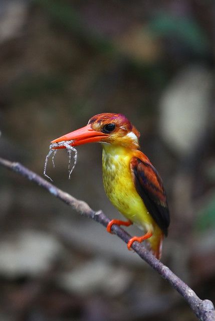 King Fisher, Common Kingfisher, Kingfisher Bird, Amazing Birds, Most Beautiful Birds, Kinds Of Birds, Bird Watcher, Wildlife Nature, Exotic Birds