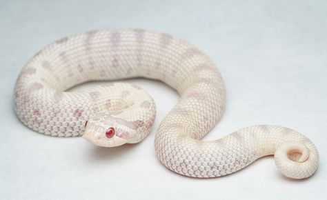 Albino Hognose Snake, Pretty Reptiles, Western Hognose, Western Hognose Snake, Danger Noodles, Snake Turtle, Snake Photos, Danger Noodle, Hognose Snake