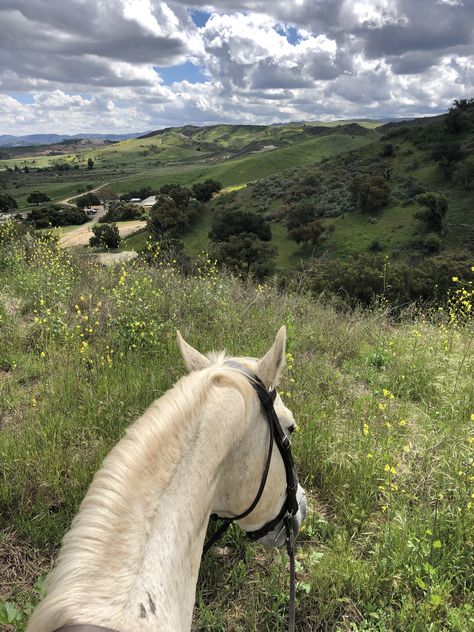 Taylor Swift Debut Album, Taylor Swift Debut, Horse Aesthetic, Taylor Swift Fearless, Equestrian Life, Taylor Swift Album, Horse Life, Appaloosa, Horse Love