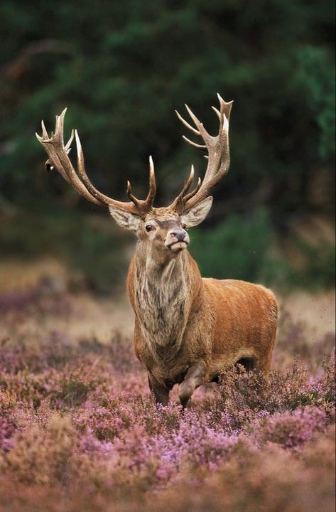 Sambar Deer, Elk Pictures, Red Deer Stag, Elk Photography, Deer Photography, Deer Species, Spiritual Animal, Deer Pictures, Deer Painting