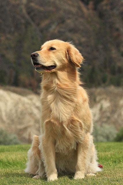 Bailee | Shelly Chadderton | Flickr Golden Retriever Smile, Chien Golden Retriever, Golden Retriever Mix, 강아지 그림, A Golden Retriever, Dog Wallpaper, Golden Retriever Puppy, Retriever Puppy, Dogs Golden Retriever