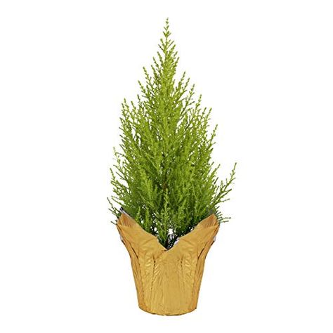 Top 10 Best Lemon Plant of 2023 Lemon Cypress Tree, Lemon Tree Potted, Lemon Cypress, Fake Lemons, Lemon Plant, Meyer Lemon Tree, Monterey Cypress, Citrus Plant, Lemon Scent