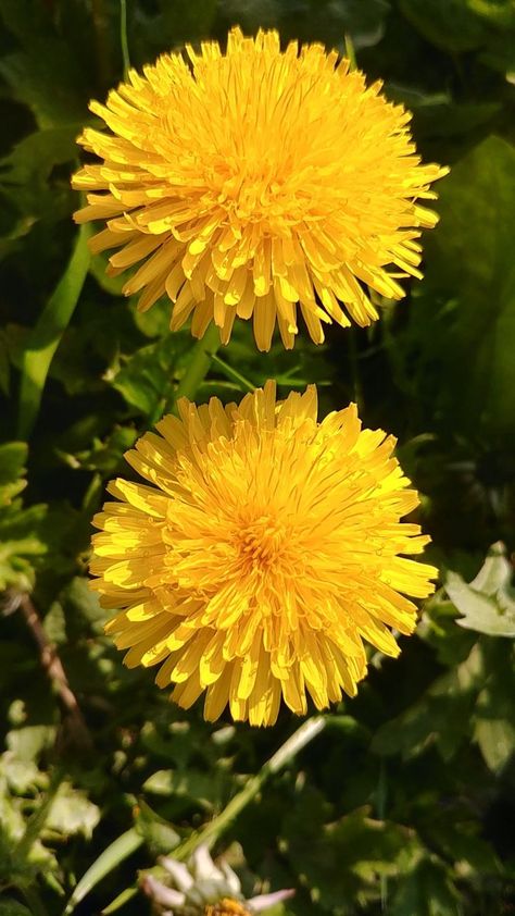 Yellow Dandelion Drawing, Dandelion Aesthetic, Loki Tattoo, Dandelion Pictures, Dandelion Photography, Dandelion Drawing, Yellow Dandelion, Clover Plant, Dandelion Plant