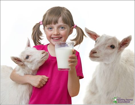 goat versus cow milk Goat Milk Benefits, Cows Milk, Cow Milk, Pasteurizing Milk, Beauty Salons, Milk Cow, Nutrition Education, Frozen Banana, Perfect Food