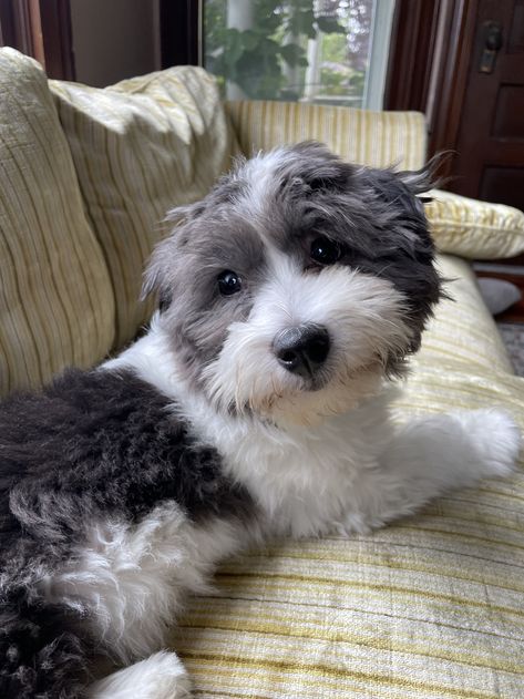 Coton Du Tulear, Coton De Tulear Puppy, Coton De Tulear Dogs, Puppy Training Biting, Code Of Ethics, Every Dog Breed, Coton De Tulear, Super Cute Puppies, Hypoallergenic Dogs