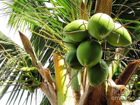 Coconut Tree | Taboga Island, Panama | Photo by Ted O. Pollard Taboga Island, Panama Travel, Coconut Tree, Poster Board, Travel Poster, Travel Posters, Panama, Grapes, Coconut