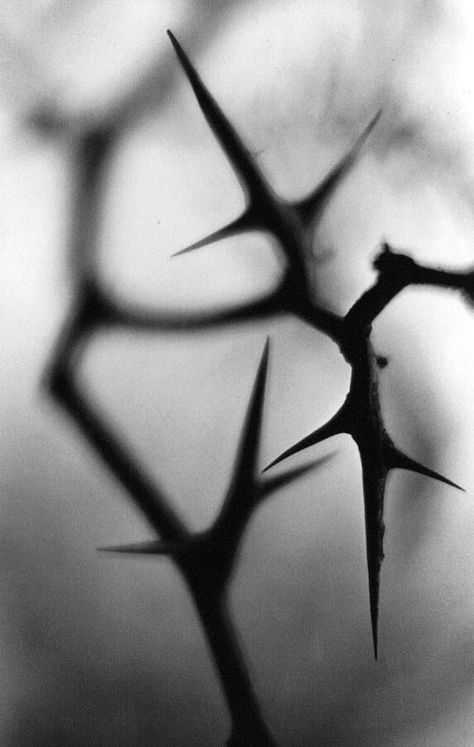 thorns - Bing Images Yennefer Of Vengerberg, Ange Demon, Photo D Art, Black And White Photograph, Crown Of Thorns, White Photo, Writing Inspiration, Yin Yang, White Photography