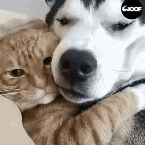 Cats Dogs GIF - Cats Dogs Dog - Discover & Share GIFs Cesar Millan, Siberian Husky Dog, Image Chat, English Mastiff, Animals Friendship, Husky Mix, Belgian Malinois, Husky Dogs, Dog And Cat