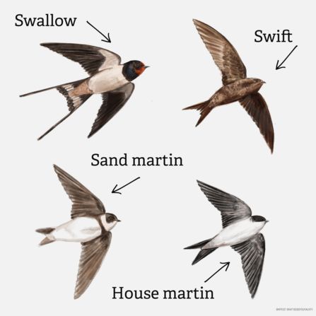 House Martin, Sand Martin, Martin Bird, Swift Bird, Barn Swallow, Martin House, Swallow Bird, Summer Sky, Swallows