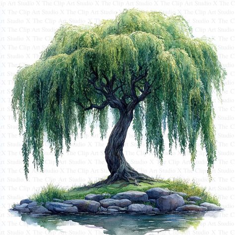 Willow Trees Clipart | 10 High Quality JPGs | Digital Download | Card Making | Journaling | Digital Paper Craft | Nursery Art, Botanical Art 🎉 Free Commercial License Included! 🌟 Key Features: Size: 5000 x 5000 pixels Quality: 300 DPI resolution Ideal for crafting mouse mats, wall art, mugs, t-shirts, cushions, cardmaking, scrapbooking, paper crafts, stationery, and mixed-media projects. 🖌️ Artistic Craftsmanship: Each image is thoughtfully designed, blending traditional drawing techniques wi Drawing A Willow Tree, Weeping Willow Tree Meaning, Small Willow Tree, Willow Tree Illustration, Willow Tree Drawing, Willow Tree Art, Trees Clipart, Willow Trees, Weeping Willow Tree