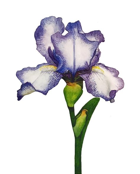 Iris Print, Painting Materials, Iris Painting, Watercolor Paintings Nature, Watercolor Flowers Tutorial, Watercolour Inspiration, Watercolor Art Lessons, Watercolor Flowers Paintings, Botanical Painting