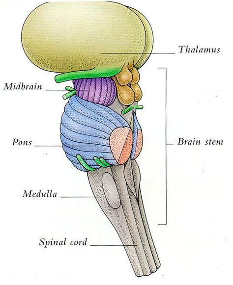 brainstem+parts | McCabism: Ron Dennis's brain transplant Brain Transplant, Brain Anatomy And Function, Anatomy Notes, Gross Anatomy, Basic Anatomy And Physiology, Brain Facts, Brain Anatomy, Cranial Nerves, Brain Stem