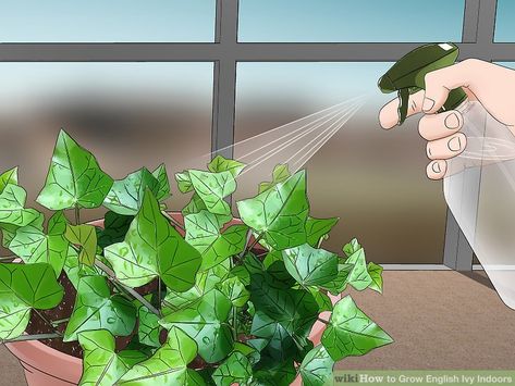 3 Ways to Grow English Ivy Indoors - wikiHow English Ivy Care, English Ivy Indoor, Ivy Indoor, Indoor Ivy, Upside Down Plants, Ivy Plant Indoor, English Ivy Plant, Hedera Helix, Household Plants