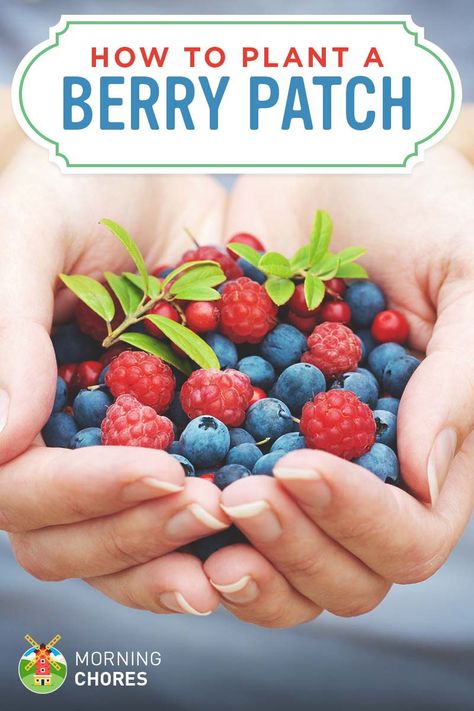 Want to grow berries? Read this guide to learn how to grow all berries including strawberries, blueberries, raspberries, and other kinds of berries. Growing Berries, Growing Raspberries, Berry Patch, Berry Garden, Strawberries Blueberries, Berry Bushes, Garden Vines, Organic Vegetable Garden, Growing Strawberries