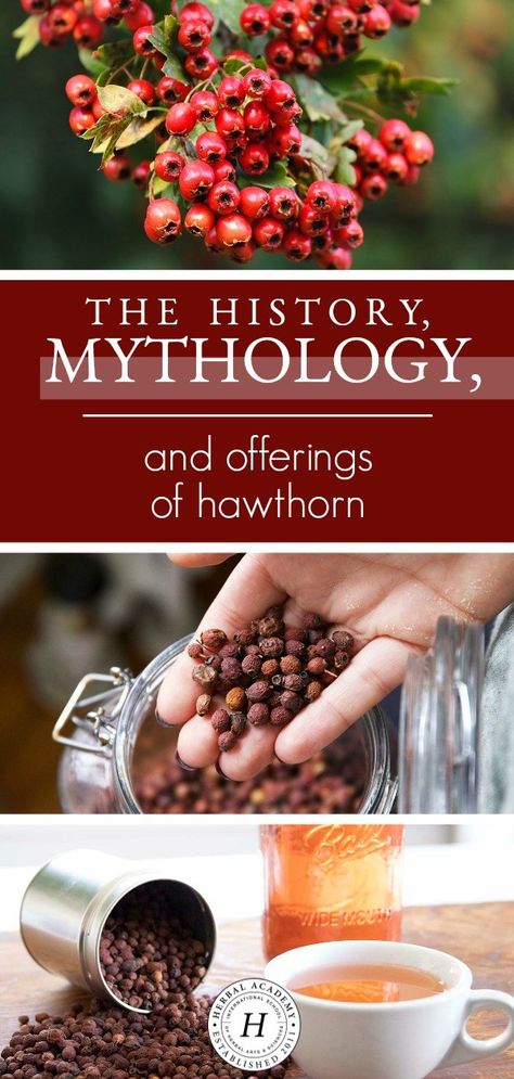 The History, Mythology, and Offerings of Hawthorn | Herbal Academy | Come hear of the myths, benefits, and offerings of hawthorn, and get two easy hawthorn recipes to use throughout the fall season as well. Hawthorn Recipes, Herbal Academy, Mcintosh Apples, Hawthorn Tree, Hawthorn Berry, Recipes Baking, Herbal Recipes, Cold Home Remedies, Healthy Benefits