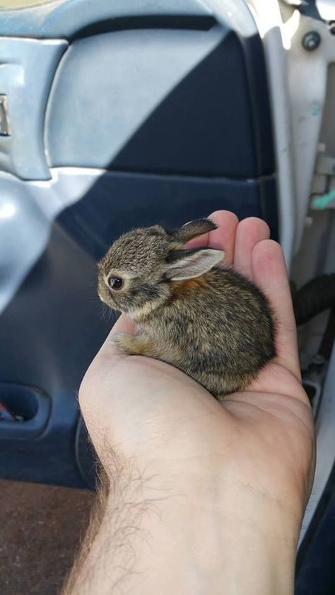 Baby Animals Pictures, Baby Animals Funny, Cute Animal Photos, Baby Bunnies, Cute Animal Pictures, Cute Creatures, Sweet Animals