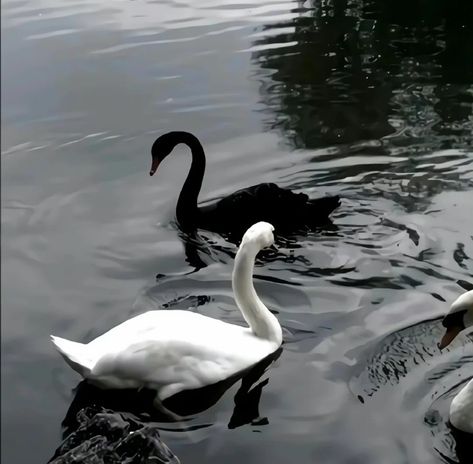 Flipagram Instagram, Image Swag, White Swan, Black And White Aesthetic, Swan Lake, Black Swan, Nature Aesthetic, Swans, White Aesthetic