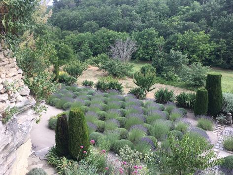 Modern Mediterranean Garden, Arbutus Tree, Mediterranean Gardens, Gray Gardens, French Gardens, Hillside Garden, Play Garden, Mediterranean Landscaping, Estate Garden