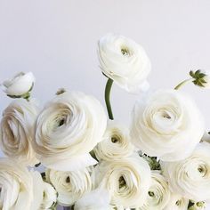 White Runuculous, Cream Ranunculus, Ranunculus Centerpiece, Ranunculus Arrangement, Ranunculus Garden, Ranunculus Wedding, Peach Ranunculus, Ranunculus Bouquet, White Ranunculus