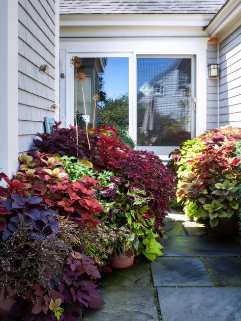 10 Ideas to Steal from Ptown Gardens, collius, Gardenista Coleus Containers, نباتات منزلية, Container Garden Design, Garden Vines, Container Gardening Flowers, Front Landscaping, Flower Pots Outdoor, Backyard Pool Landscaping, Have Inspiration