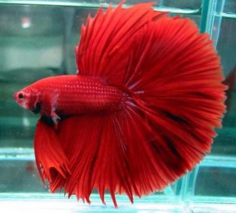 Siamese Fighting Fish | siamese fighting fish also have long and elaborate coloured fins which ... Siamese Fish, Ikan Air Tawar, Betta Fish Types, Betta Fish Care, Pretty Fish, Beta Fish, Cool Fish, Fish Care, Fish Wallpaper