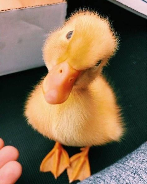 20 baby animals that are so cute it’s ridiculous! – Whole Lifestyle #duck #ducky #yellow #happy #animallove #inlove #quack #babyanimals #cuteanimals Cute Ducklings, Söt Katt, Baby Animals Pictures, Baby Ducks, Yellow Duck, Baby Animals Funny, Cute Animal Photos, Cute Animal Pictures, Cute Creatures