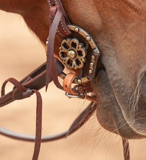 Classic Equine Equine Studies Aesthetic, Equine Science Aesthetic, Endurance Horse Tack, Leopard Print Horse Tack, Classic Equine, Hay Bag, Saddle Fitting, Bull Riders, Farms Living