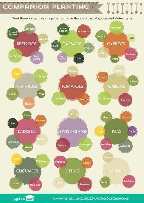 Vegetable Growing Cheat Sheet, Plantarea Legumelor, Companion Planting Chart, Companion Gardening, Funny Vine, Growing Tomatoes In Containers, Garden Types, Veg Garden, Container Gardening Vegetables