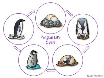 Penguin Life Cycle Free, Life Cycle Of A Penguin, Types Of Penguins Printable, Penguin Life Cycle, Penguin Inquiry Kindergarten, Penguin Walk, Life Cycles Preschool, Penguin Unit, Science Penguin