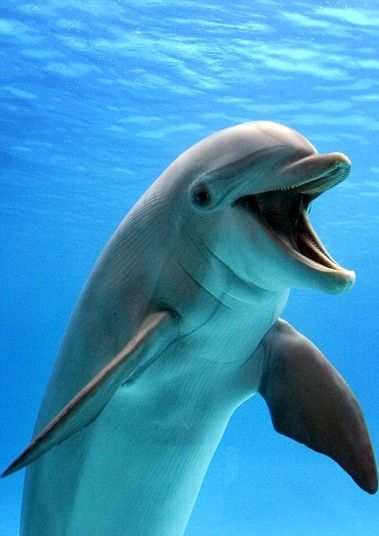 A very happy bottlenose dolphin - Bottlenose dolphins, the genus Tursiops, are the most common and well-known members of the family Delphinidae, the family of oceanic dolphin. Bottlenose Dolphin, Underwater Animals, Animal Help, A Dolphin, Water Animals, Underwater Photos, Marine Mammals, Ocean Creatures, Marine Animals