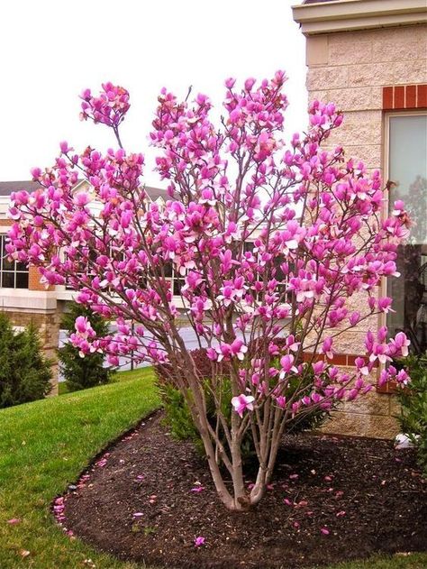 Ann Magnolia, Saucer Magnolia Tree, Saucer Magnolia, Landscaping Trees, Magnolia Tree, Front Landscaping, Magnolia Trees, Have Inspiration, Home Landscaping