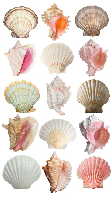 Natural Form Mood Board, Natural Forms Mood Board, Grim Aesthetic, Art Natural Forms, Natural Forms Art, Natural Forms Gcse, Illustration Motivation, Seashell Identification, Shell Texture