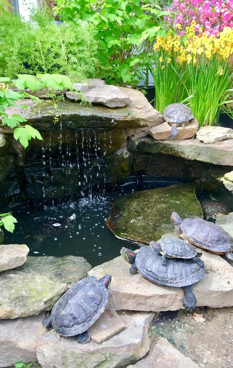 Tortoise Garden, Turtle Pool, Turtle Enclosure, Diy Ponds Backyard, Types Of Turtles, Turtle Aquarium, Live Fish Wallpaper, Turtle Homes, Water Turtle