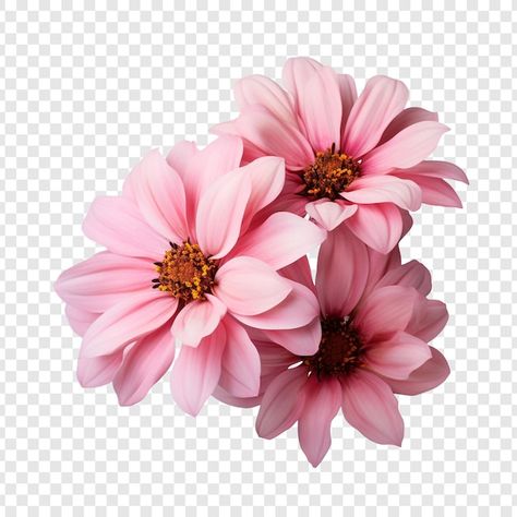 Pink Flower Png, Wedding Banner Design, Art 2023, Png Flower, Flower Icons, Wedding Invitation Video, Wedding Banner, Simple Background Images, Flowers Bloom