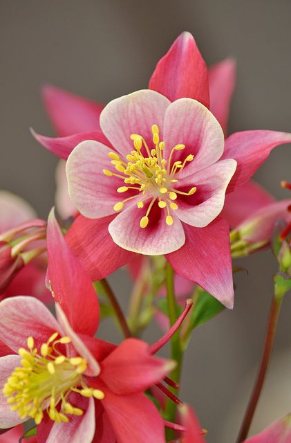 "Pink and white columbine flower" by Perl Photography on Flickr Small Pink Flowers, Columbine Flower, Beautiful Pink Flowers, Trendy Flowers, Flowers Garden, Flowers Perennials, Ranunculus, Exotic Flowers, Flower Beauty